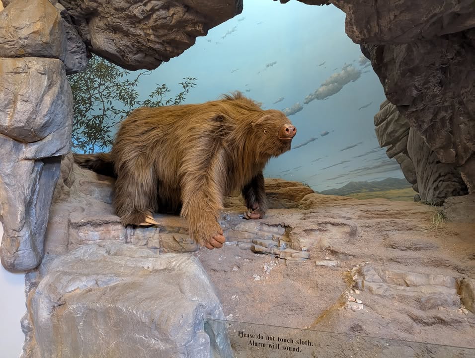 Giant Sloth Display