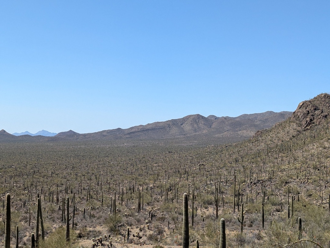 Saguaro Cactus in Tucson