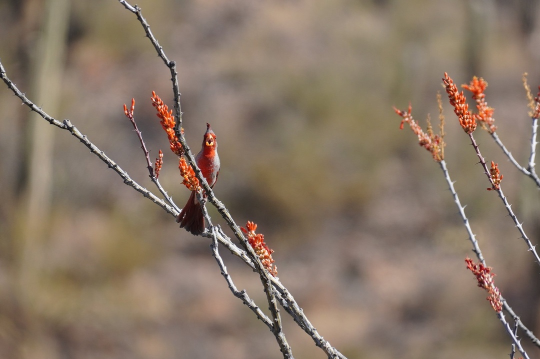 A pyrrhuloxia perched on Ocotillo on Gould Mine Trail