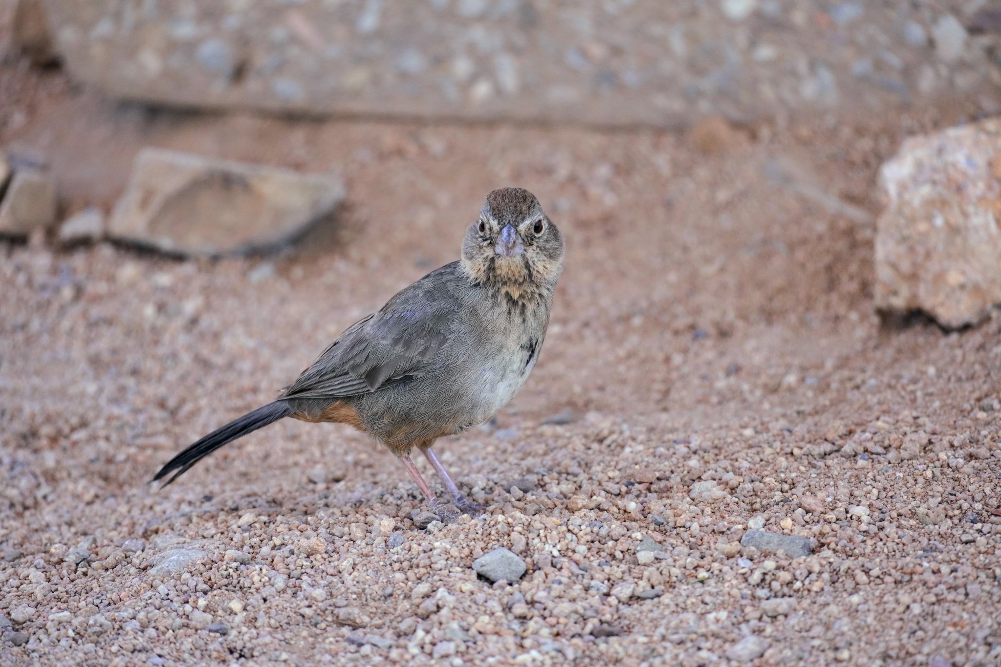 Abert’s Towhee