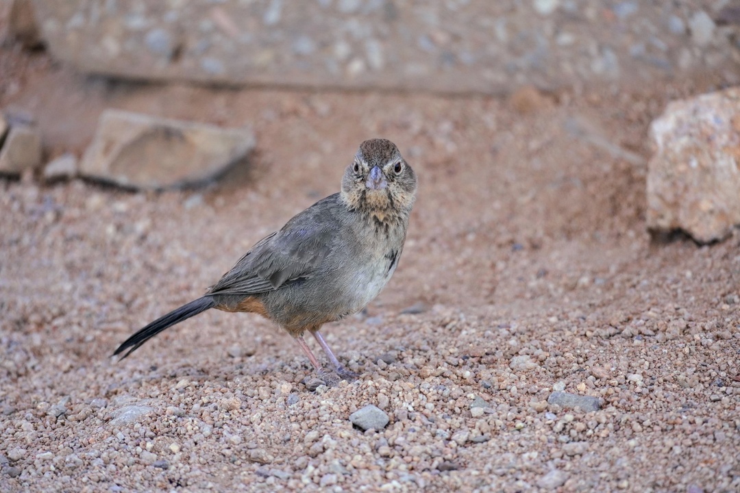 Abert’s Towhee at Sus Picnic Area