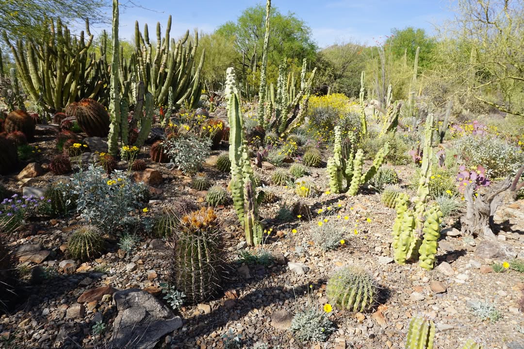 Arizona-Sonora Desert Museum