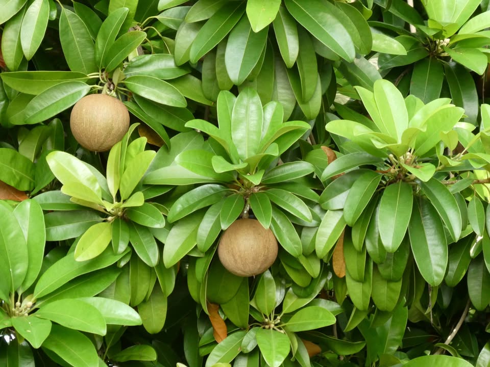 Biosphere 2 Food Forest