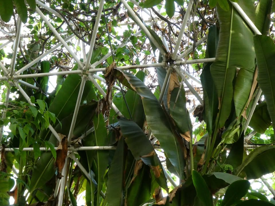 Biosphere 2 Rain Forest