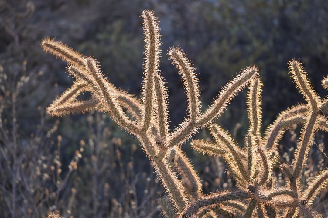 Cholla cactus
