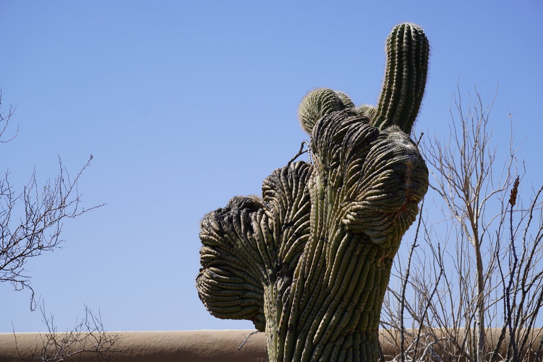 Crested Saguaro at Arizona-Sonora Desert Museum