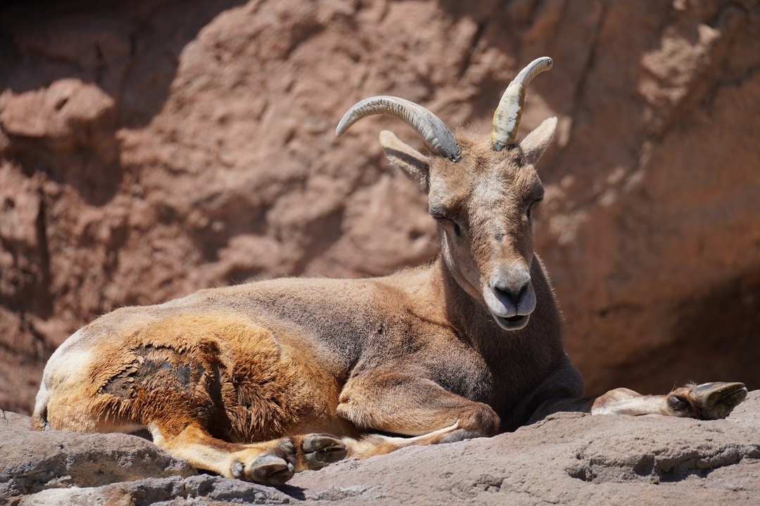 Desert Bighorn Sheep at Arizona-Sonora Desert Museum
