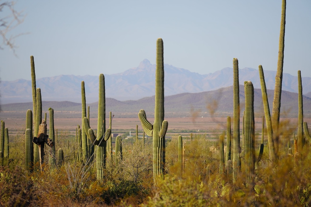 Desert Discovery Nature Trail