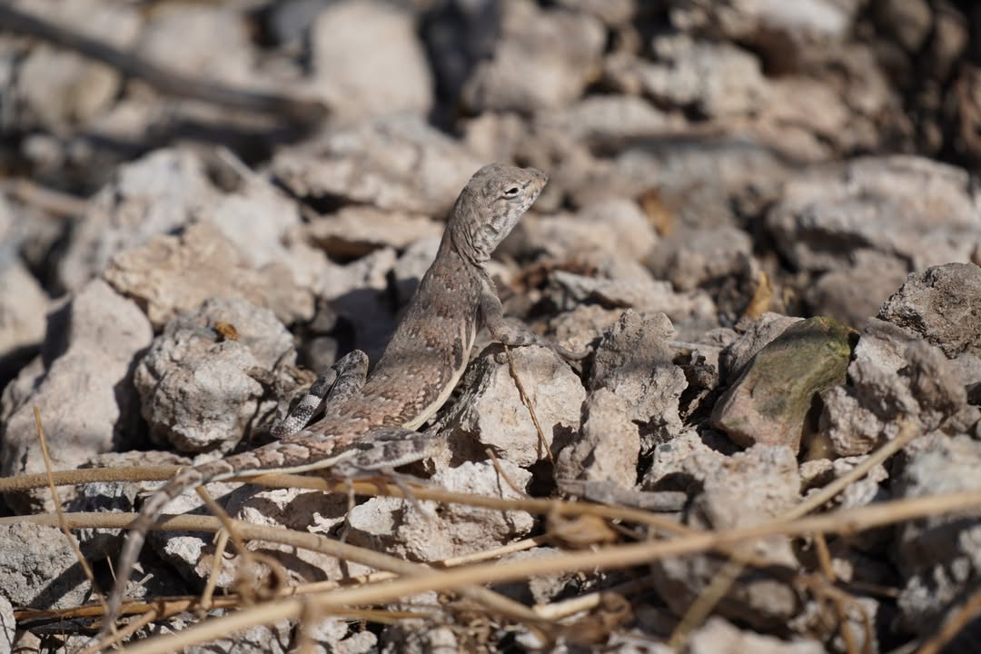 Desert Spiny Lizard on Desert Discovery Nature Trail
