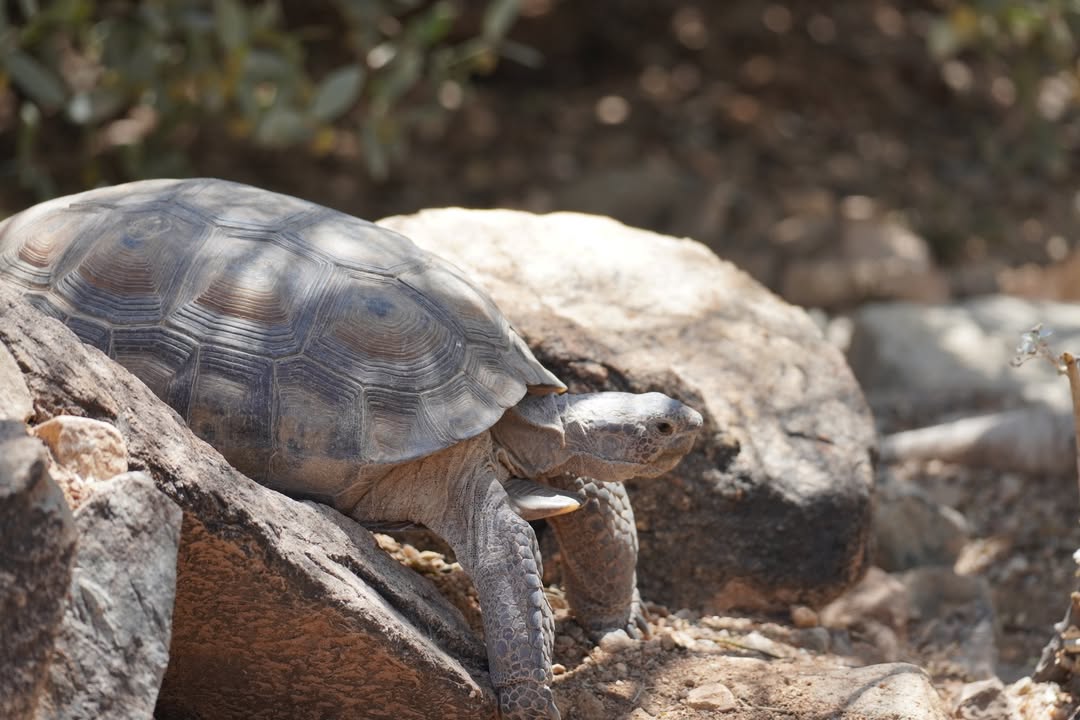 Desert Tortoise at Arizona-Sonora Desert Museum