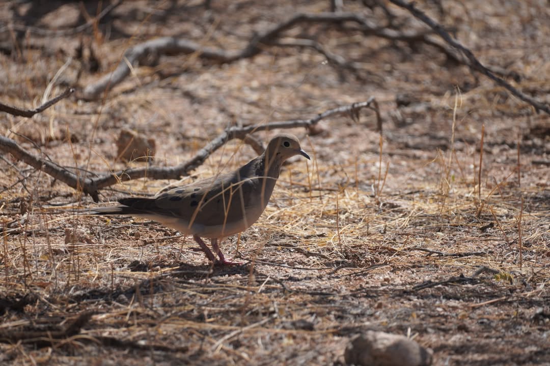 Dove on Desert Discovery Nature Trail