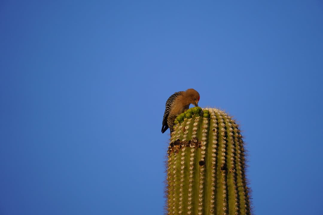 Tucson, AZ