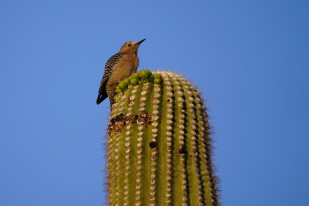 Female Gila Woodpecker at Gilbert Ray Campsite