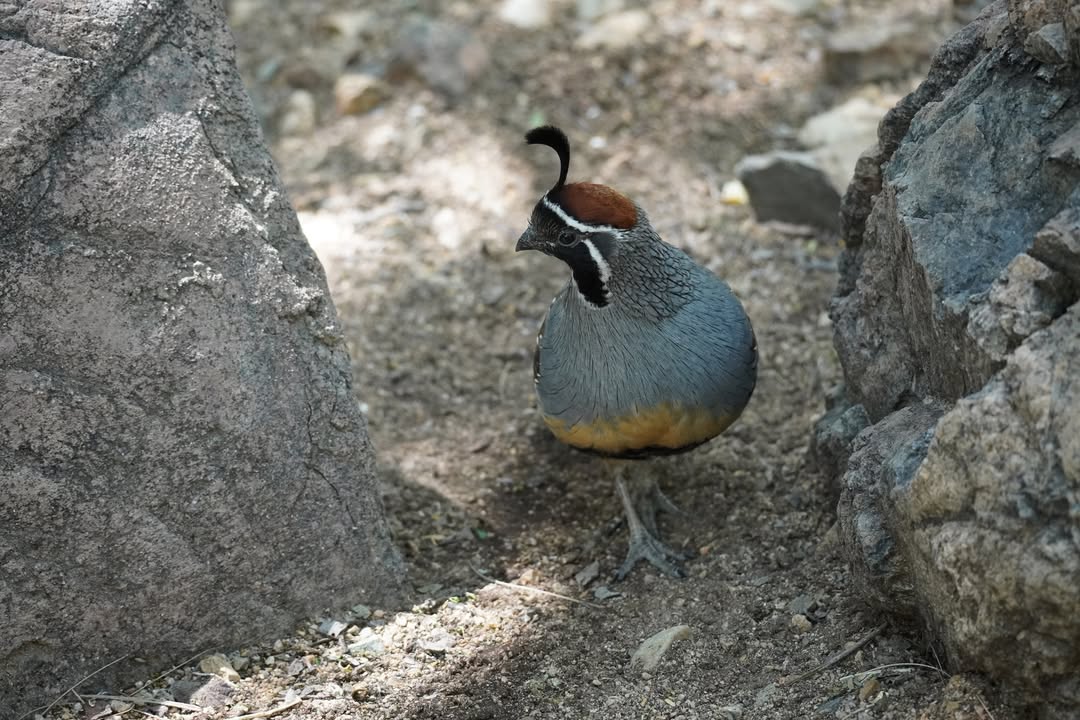 Gambel's Quail at Arizona-Sonora Desert Museum