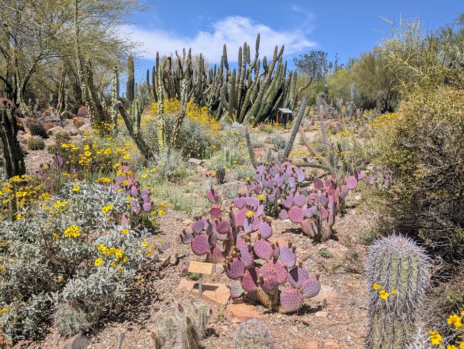 Garden at Arizona-Sonora Desert Museum