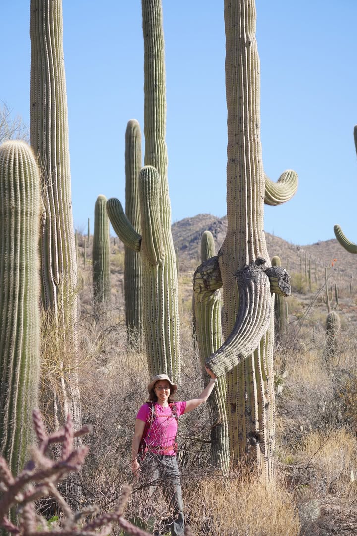 Gould Mine Trail Saguaro Handshake