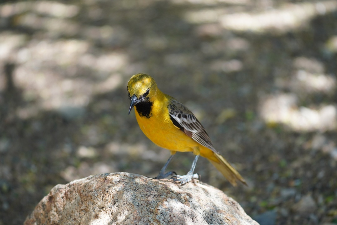 Hooded Oriole at Arizona-Sonora Desert Museum