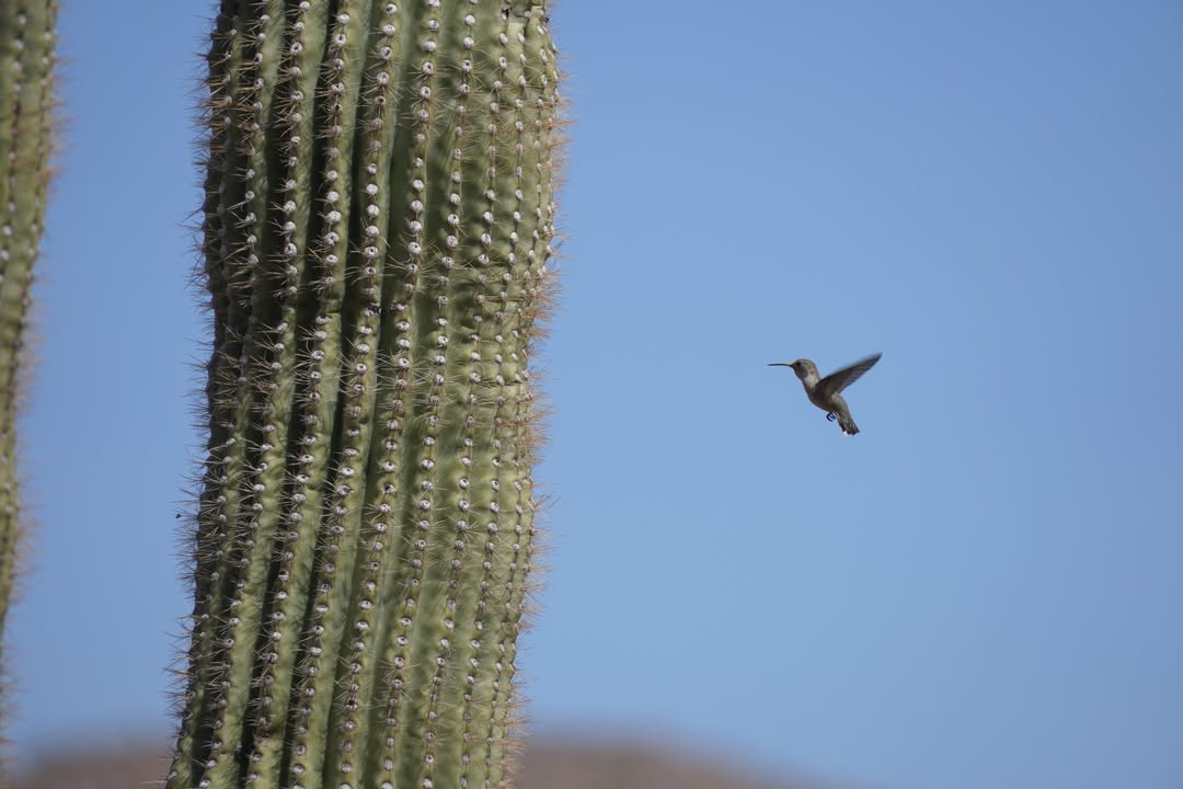Hummingbird by the Saguaro