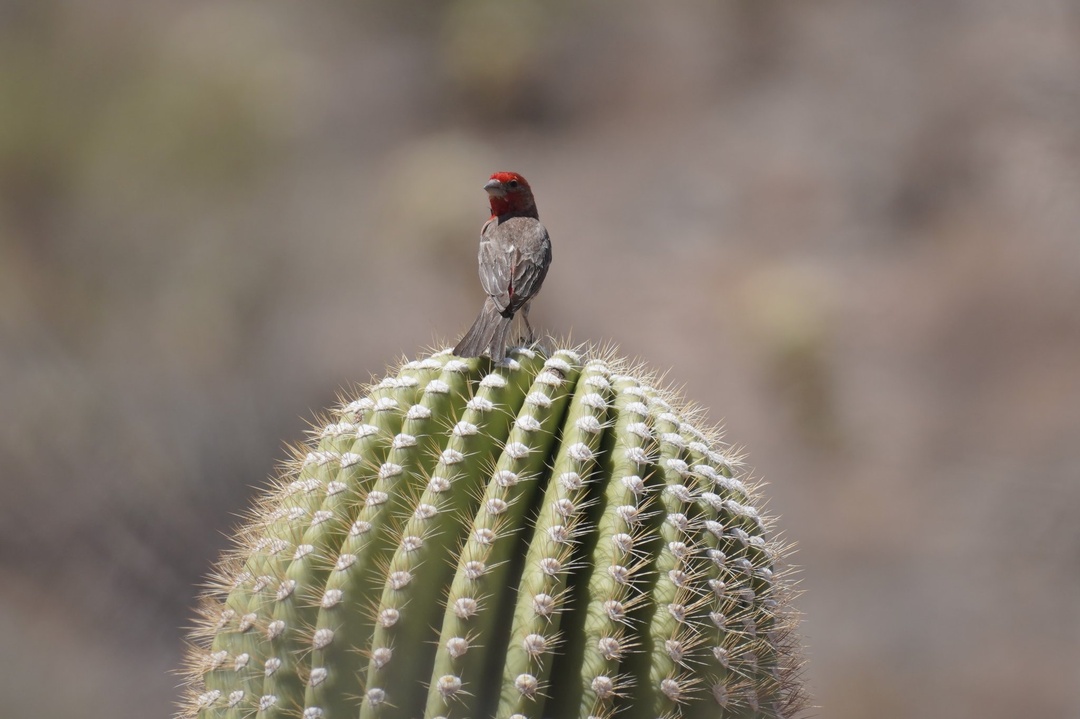 Male House Finch at Sus Picnic Area