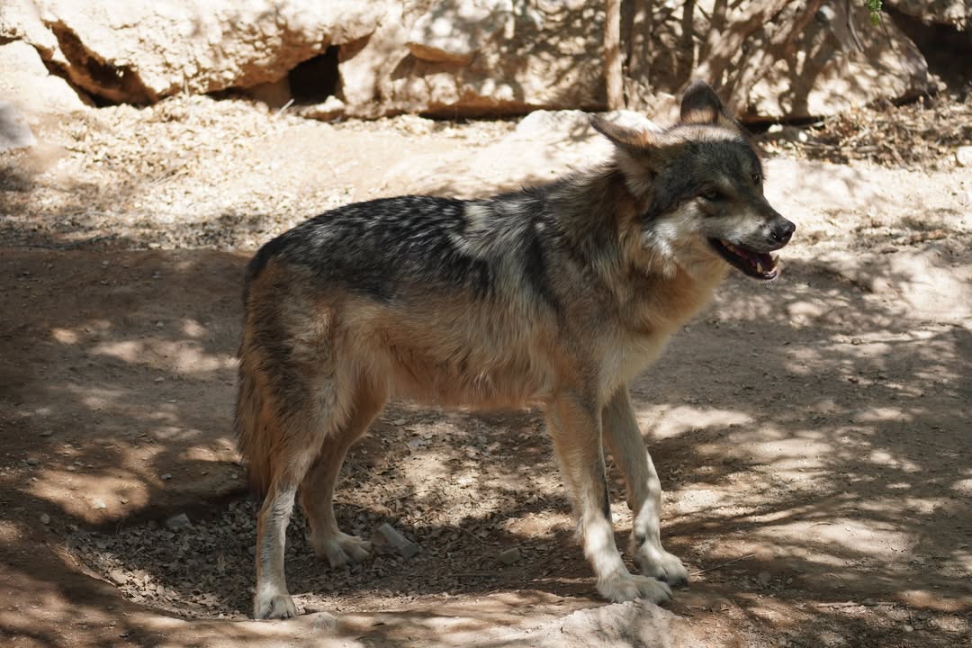 Mexican Wolf at Arizona-Sonora Desert Museum