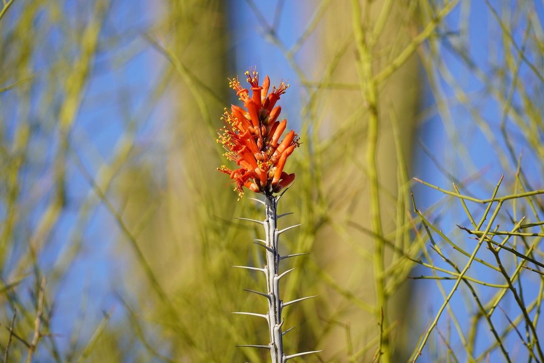 Ocotillo Flower on Desert Discovery Nature Trail