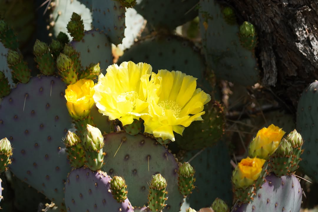 Prickly Pear Cactus in Bloom at Arizona-Sonora Desert Museum