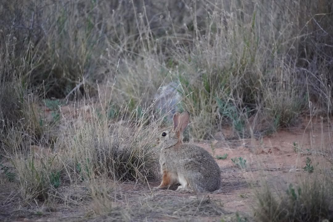 Rabbit at Dead Horse Ranch State Park Campsite