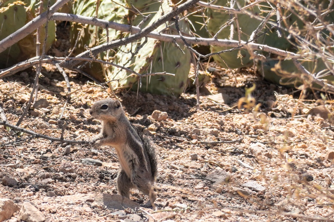 Round-tailed Ground Squirrel at Sus Picnic Area