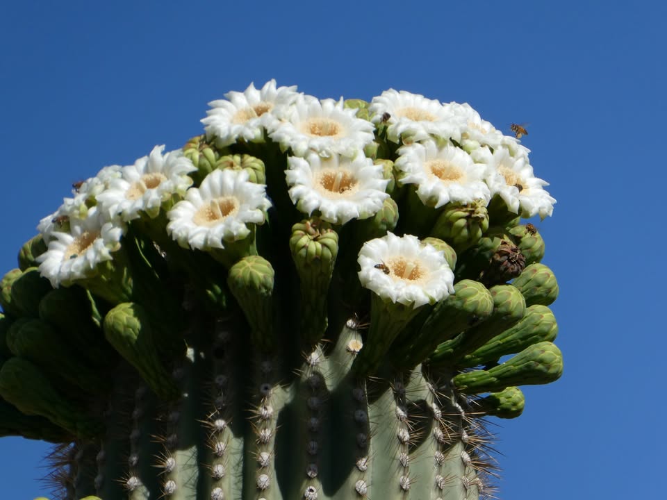 Saguaro Cactus bloom at Gilbert Ray Campground