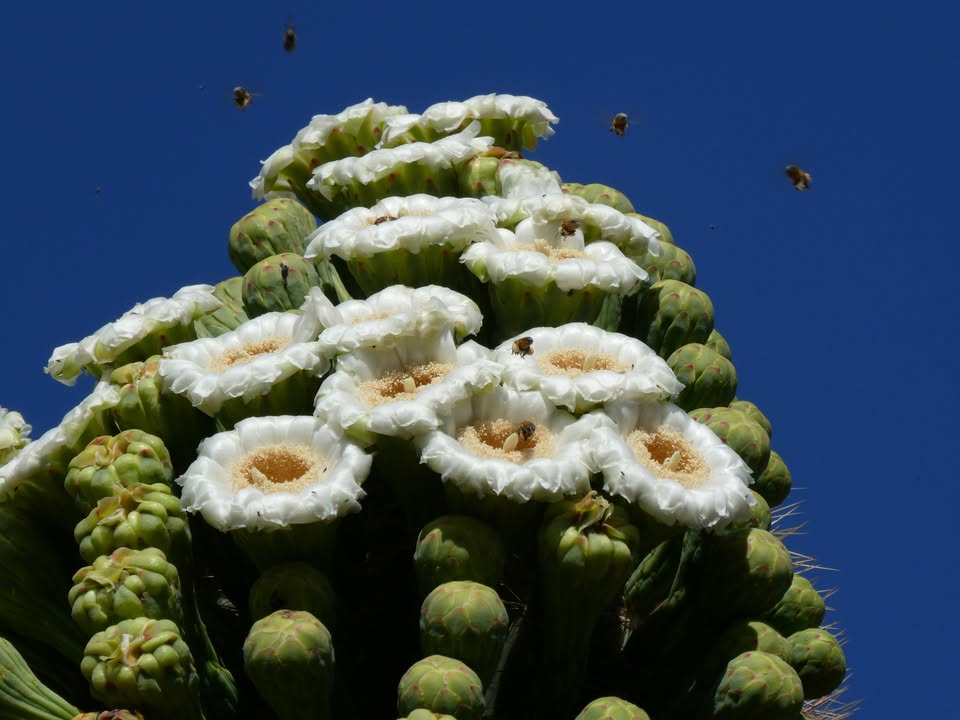 Saguaro Cactus Bloom at Gilbert Ray Campground