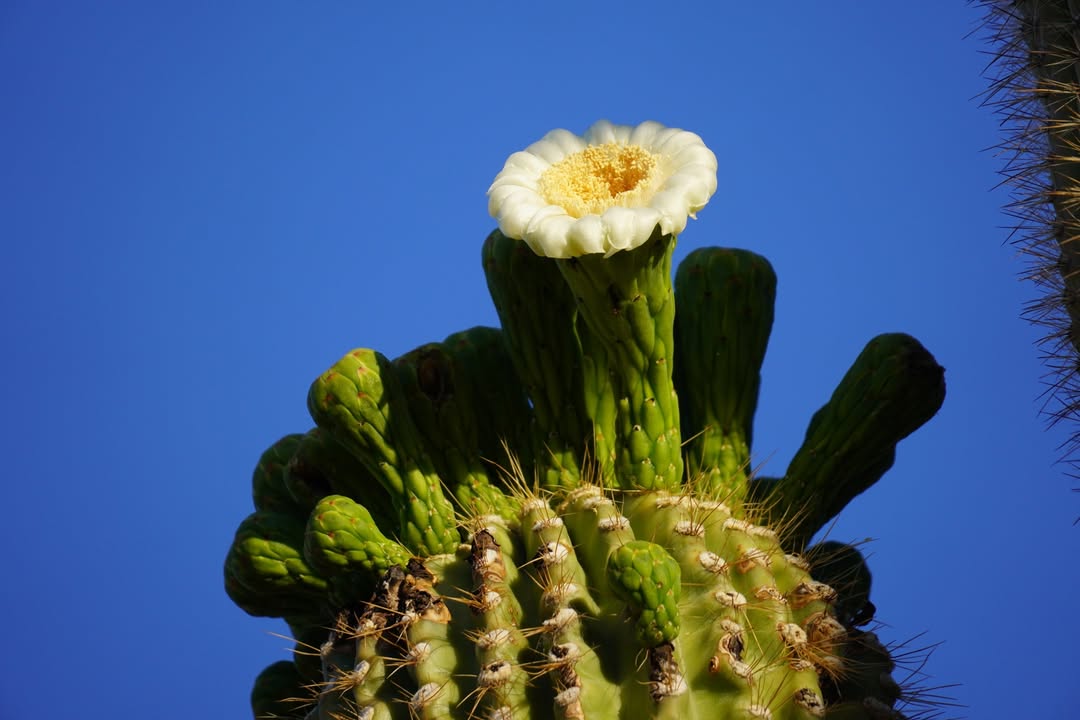 Saguaro Flower on Desert Discovery Nature Trail