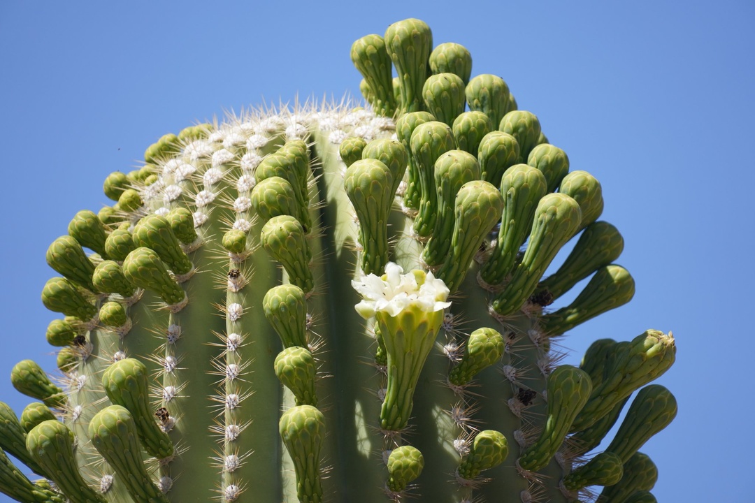 Saguaro Flower on Desert Discovery Nature Trail