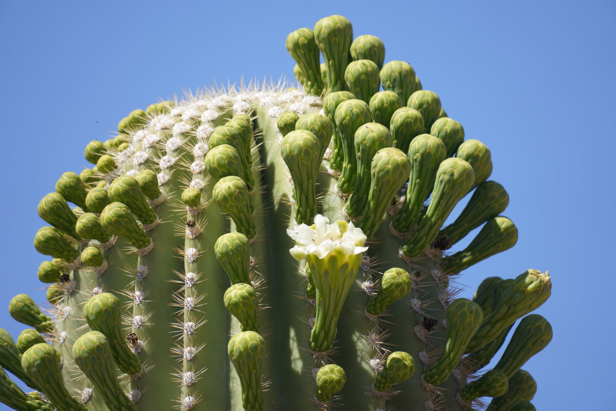 Saguaro Flower on Desert Ecology Trail