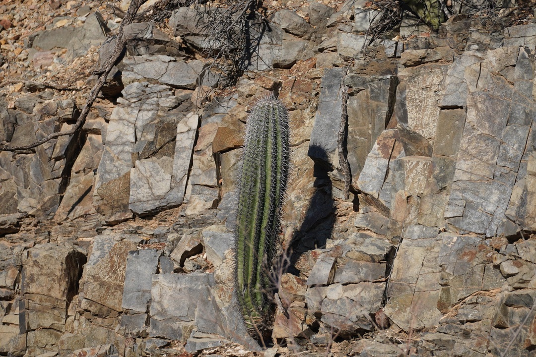 Saguaro in the Rock