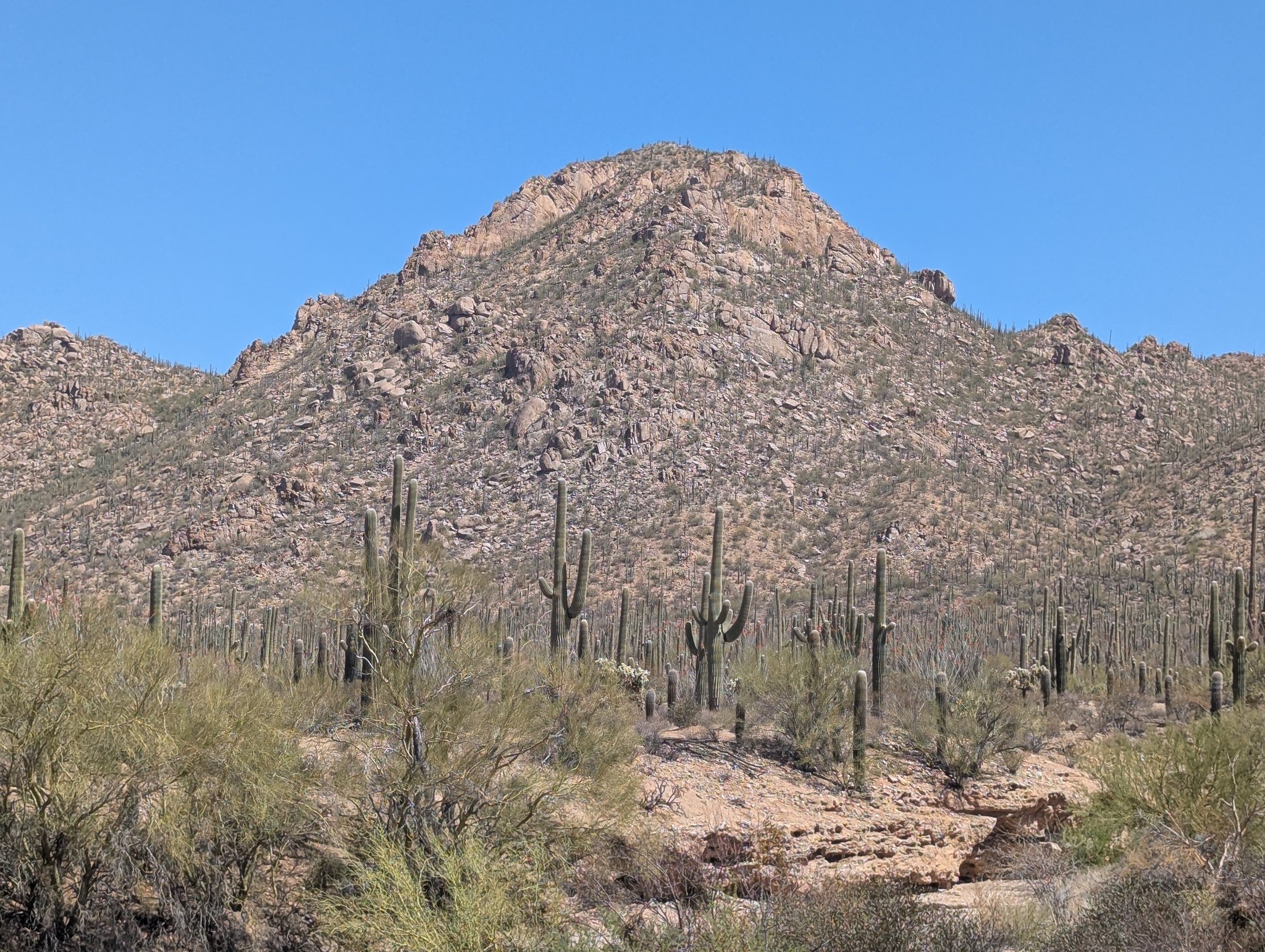 Saguaro National Park