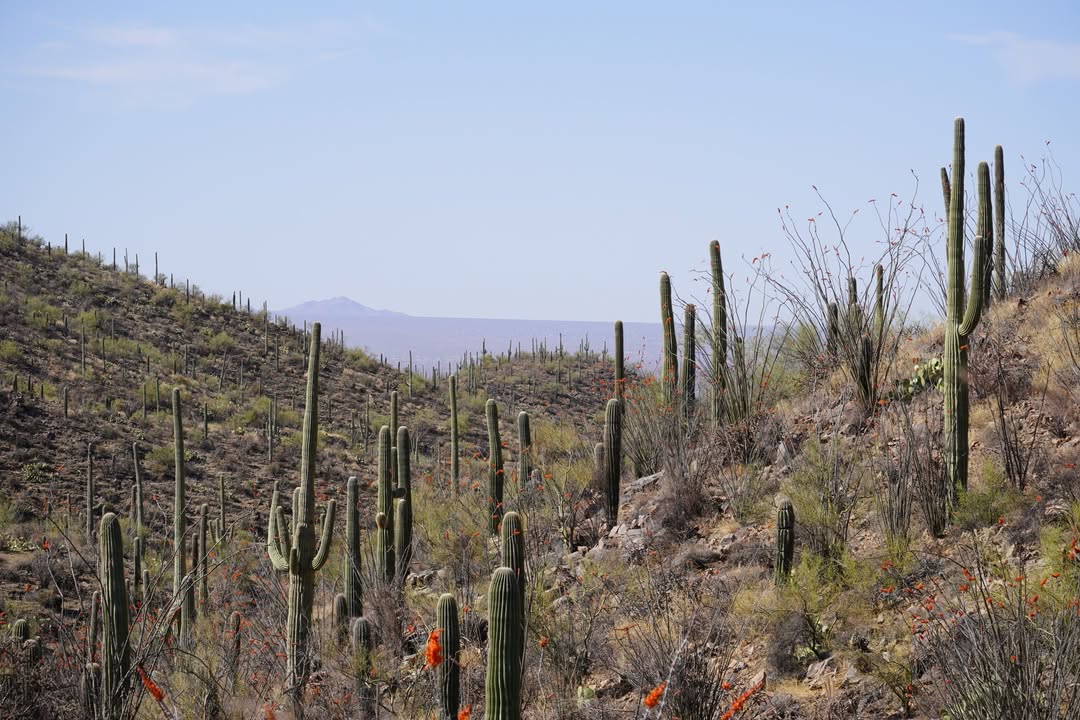 Saguaro National Park