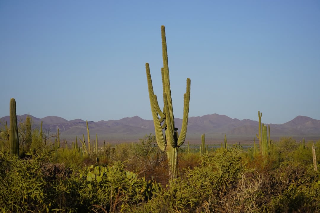 Saguaro National Park