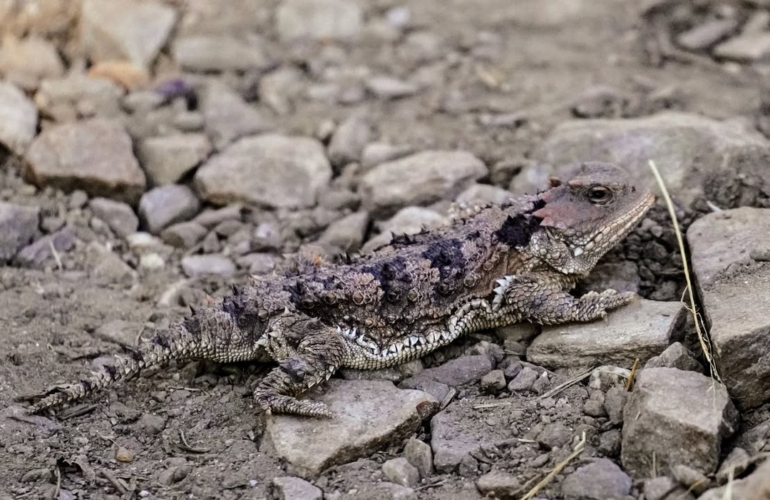Short-horned Lizard at Mount Bigelow Trailhead