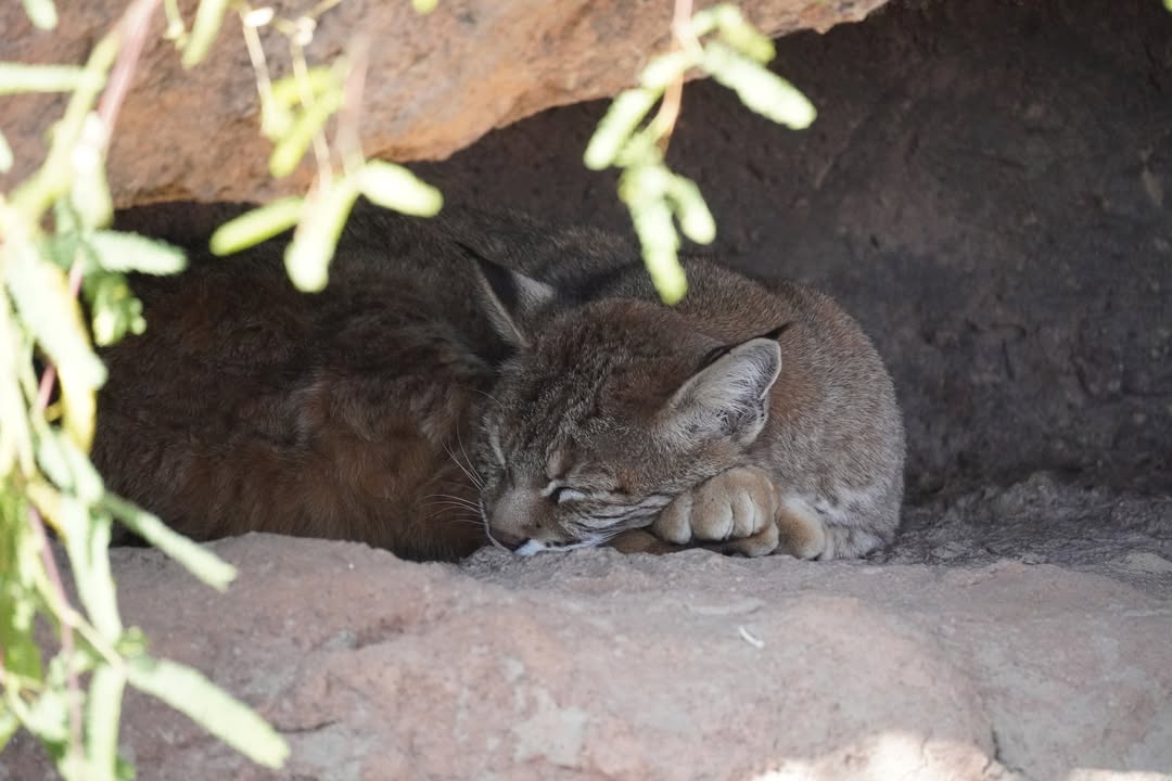 Sleeping Bobcat at Arizona-Sonora Desert Museum