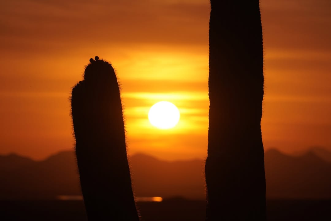 Sunset and Saguaros