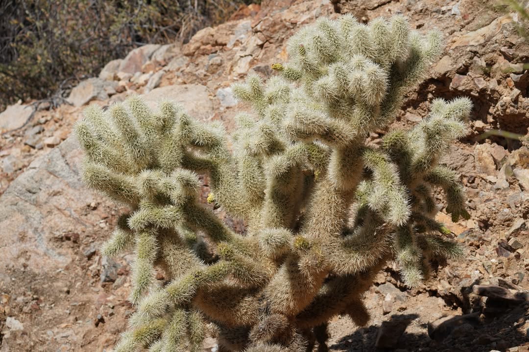 Teddy bear cholla