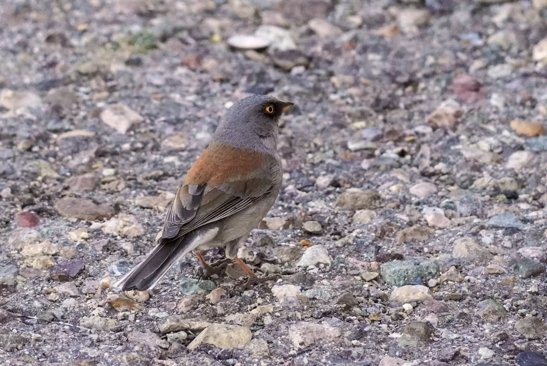 Yellow-eyed Junco on Lemmon Mountain