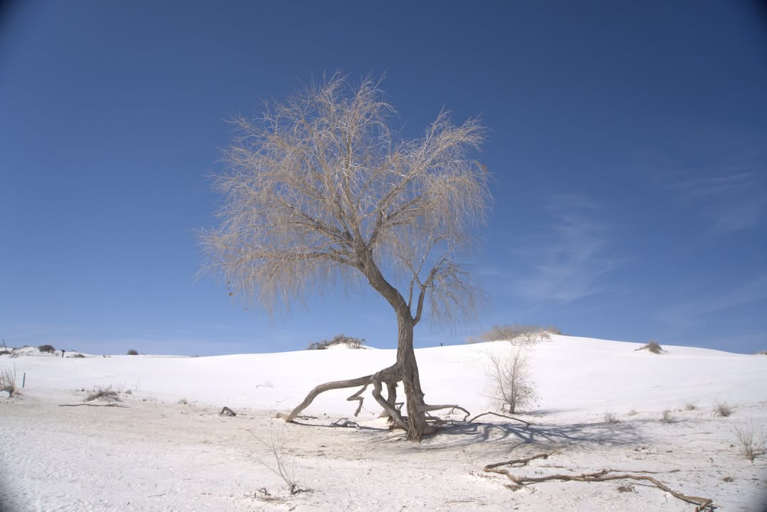 Dune Life Nature Trail