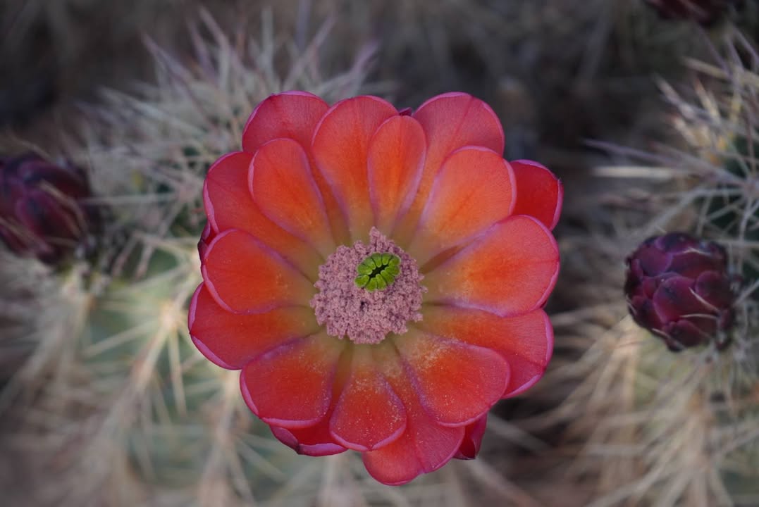 Strawberry hedgehog Cactus Flower