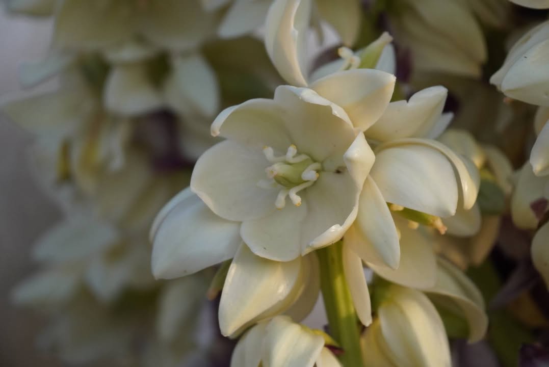 Yucca Flower