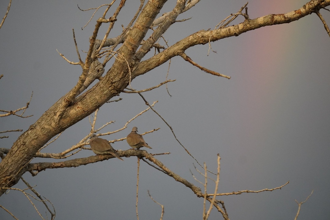 Doves and a Rainbow