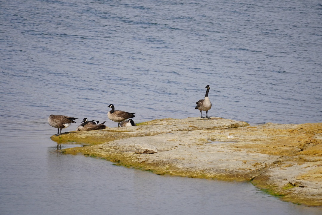 Wilson State Park Geese