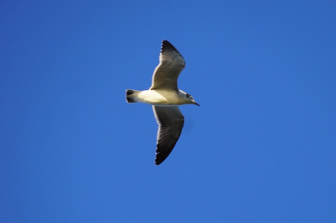 Wilson State Park Gull