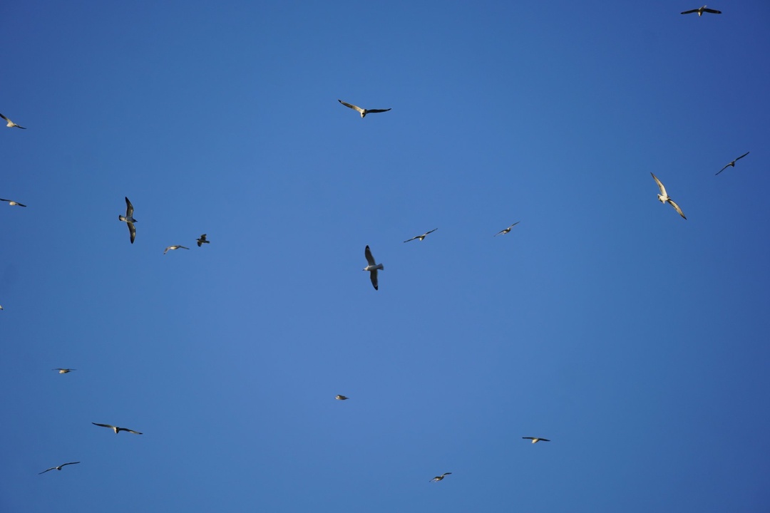 Wilson State Park Gulls