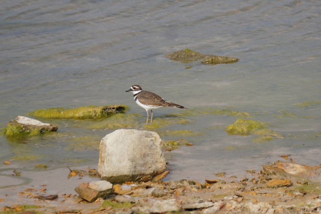 Wilson State Park Killdeer